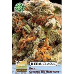 KERA GREENGO BIO HAZE AUTO * KERA SEEDS AUTO 1 SEME FEM