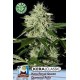 KERA ROYAL QUEEN DIAMOND AUTO * KERA SEEDS AUTO 3 SEMI FEM