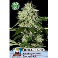 KERA ROYAL QUEEN DIAMOND AUTO * KERA SEEDS AUTO 3 SEMI FEM