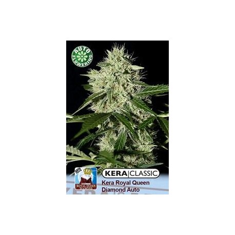 KERA ROYAL QUEEN DIAMOND AUTO * KERA SEEDS AUTO 1 SEME FEM