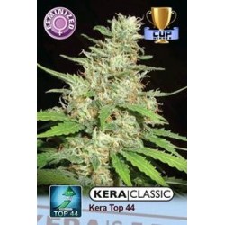 KERA TOP 44 * KERA SEEDS CLASSIC 1 SEME FEM