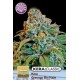 KERA GREENGO BIO HAZE * KERA SEEDS CLASSIC 3 SEMI FEM