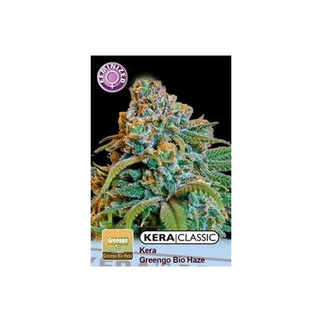 KERA GREENGO BIO HAZE * KERA SEEDS CLASSIC 3 SEMI FEM