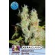 KERA MEDICAL BUDDHA * KERA SEEDS CLASSIC 3 SEMI FEM