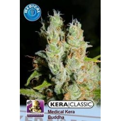 KERA MEDICAL BUDDHA * KERA SEEDS CLASSIC 3 SEMI FEM