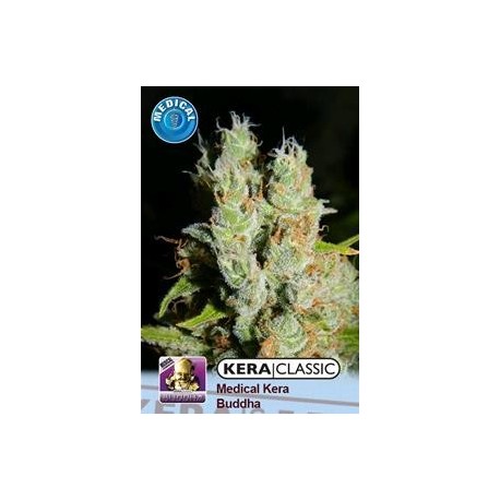 KERA MEDICAL BUDDHA * KERA SEEDS CLASSIC 1 SEME FEM