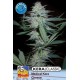 KERA MEDICAL CRAZY MOUSE (EX KERA MEDICAL CHEESE) * KERA SEEDS CLASSIC 5 SEMI FEM