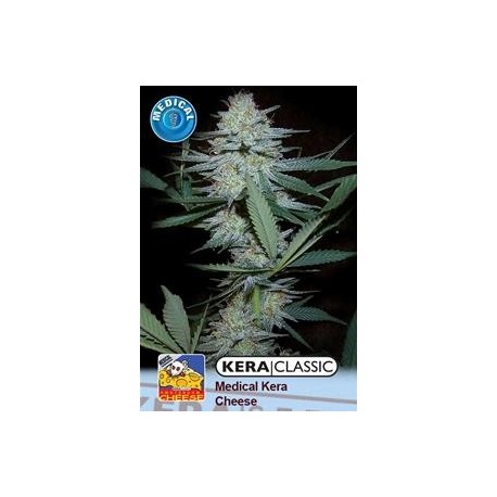 KERA MEDICAL CRAZY MOUSE (EX KERA MEDICAL CHEESE) * KERA SEEDS CLASSIC 5 SEMI FEM