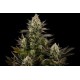 WHITE WIDOW * DINAFEM SEEDS 5 SEMI FEM 