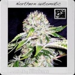 NORTHERN AUTO* BLIM BURN 3 SEMI FEM 