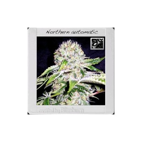 NORTHERN AUTO* BLIM BURN 3 SEMI FEM 