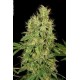 CBD CHRONIC * SERIOUS SEEDS 6 SEMI FEM