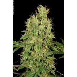 CBD CHRONIC * SERIOUS SEEDS 6 SEMI FEM