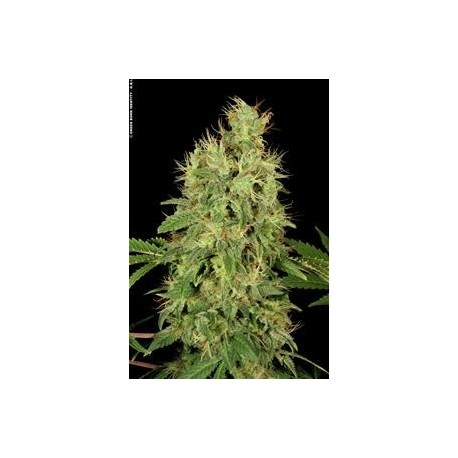 CBD CHRONIC * SERIOUS SEEDS 6 SEMI FEM