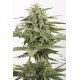 AUTO INDUSTRIAL PLANT CBD * DINAFEM SEEDS 3 SEMI FEM