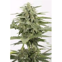 AUTO INDUSTRIAL PLANT CBD * DINAFEM SEEDS 3 SEMI FEM