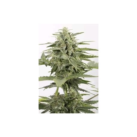 AUTO INDUSTRIAL PLANT CBD * DINAFEM SEEDS 3 SEMI FEM