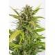 AUTO HAZE CBD * DINAFEM SEEDS 1 SEME FEM