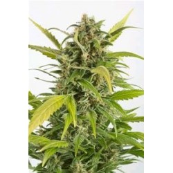 AUTO HAZE CBD * DINAFEM SEEDS 1 SEME FEM