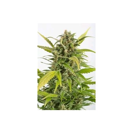 AUTO HAZE CBD * DINAFEM SEEDS 1 SEME FEM