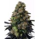 ACID DOUGH * RIPPER SEEDS 3 SEMI FEM 