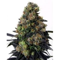 ACID DOUGH * RIPPER SEEDS 3 SEMI FEM 