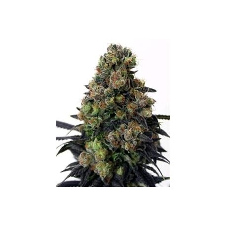 ACID DOUGH * RIPPER SEEDS 3 SEMI FEM 