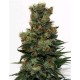 RIPPER BADAZZ * RIPPER SEEDS 3 SEMI FEM 