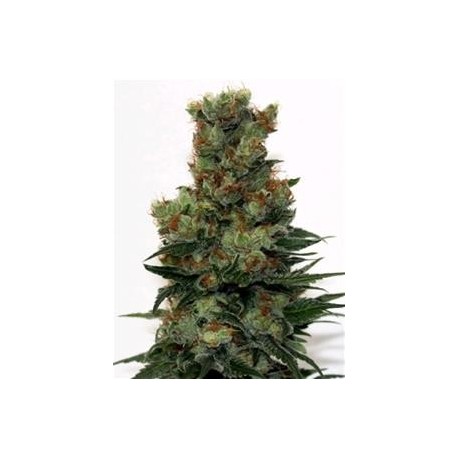 RIPPER BADAZZ * RIPPER SEEDS 3 SEMI FEM 