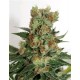 FUEL OG * RIPPER SEEDS 3 SEMI FEM 