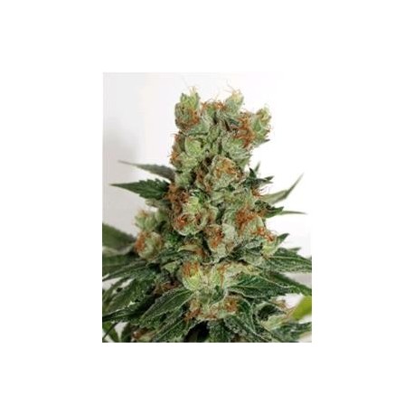 FUEL OG * RIPPER SEEDS 3 SEMI FEM 