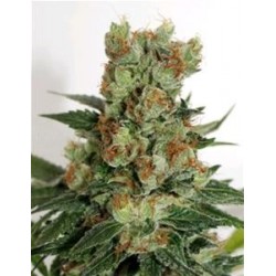 FUEL OG * RIPPER SEEDS 1 SEME FEM 