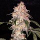 AURORA INDICA * NIRVANA FEMINIZED 3 SEMI FEM