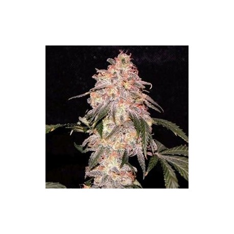 AURORA INDICA * NIRVANA FEMINIZED 3 SEMI FEM