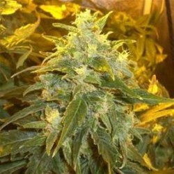 NORTHERN LIGHTS * NIRVANA FEMINIZED 3 SEMI