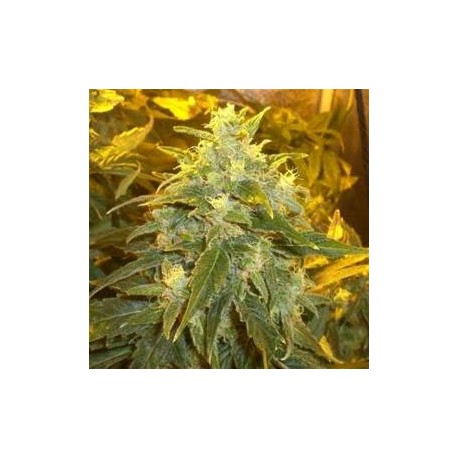 NORTHERN LIGHTS * NIRVANA FEMINIZED 3 SEMI