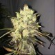 SUPREME CBD DURBAN * NIRVANA FEMINIZED 3 SEMI FEM