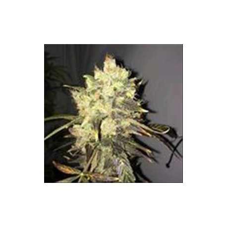 SUPREME CBD DURBAN * NIRVANA FEMINIZED 3 SEMI FEM