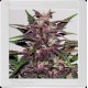 GRIZZLY PURPLE * BLIM BURN 3 SEMI FEM