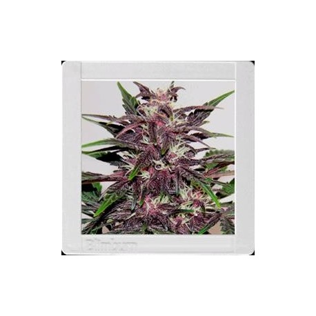 GRIZZLY PURPLE * BLIM BURN 3 SEMI FEM