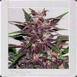 GRIZZLY PURPLE * BLIM BURN 6 SEMI FEM