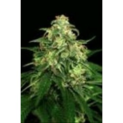 MANGO CREAM * EXOTIC SEEDS 3 SEMI FEM 