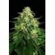 MANGO CREAM * EXOTIC SEEDS 5 SEMI FEM 