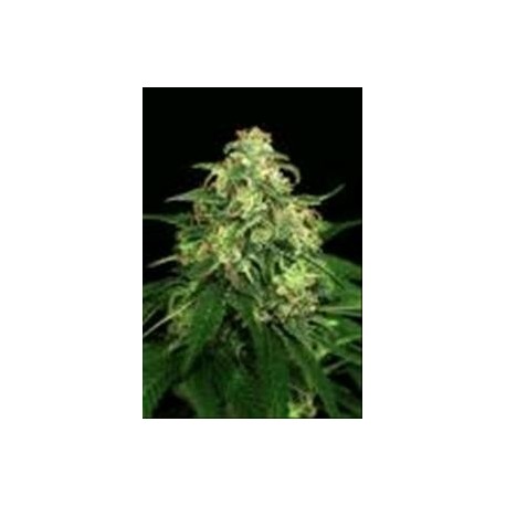 MANGO CREAM * EXOTIC SEEDS 5 SEMI FEM 