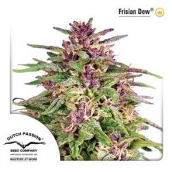 FRISIAN DEW ® * DUTCH PASSION 10 SEMI FEM