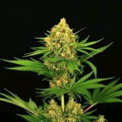 TANGERINE KUSH * EXOTIC SEEDS 3 SEMI FEM 