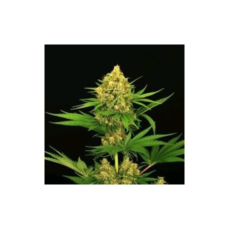 TANGERINE KUSH * EXOTIC SEEDS 3 SEMI FEM 