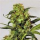 SPICY BITCH * EXOTIC SEEDS 3 SEMI FEM 