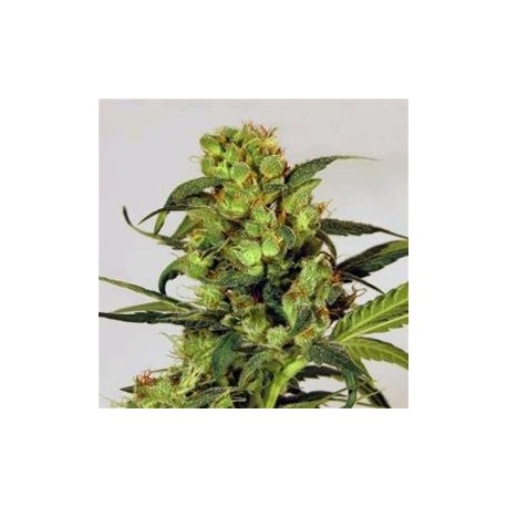 SPICY BITCH * EXOTIC SEEDS 3 SEMI FEM 