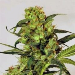 SPICY BITCH * EXOTIC SEEDS 5 SEMI FEM 